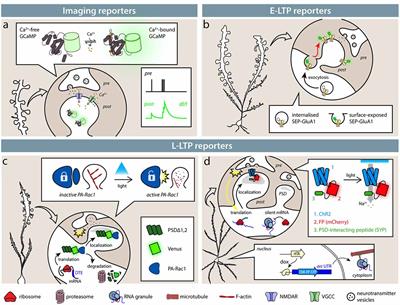 Frontiers | Neuronal Activity At Synapse Resolution: Reporters And ...